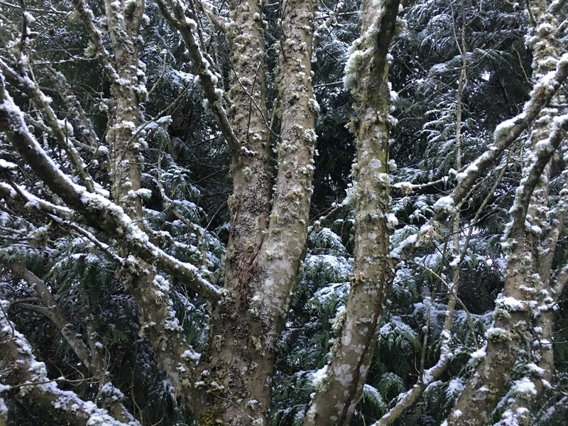 pine woodland, ice, woodland, tree trunk, growth, redmond, frost, outdoors, pine tree, fir, non-urban scene, abies, beauty in nature, marketplace drive ne