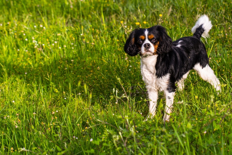 day, cavalier king charles spaniel, pets, grass, 2K, lap dog, pet, plant, outdoors, doggie, animal themes, small, dog, border collie, domestic, field