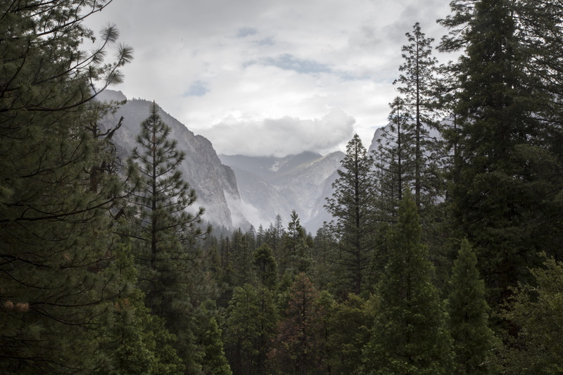 nature, tranquil scene, growth, vegetation, mist, conifer, pine tree, tranquility, pine, spruce, cloudy, sky, plant, scenics - nature, no people, green