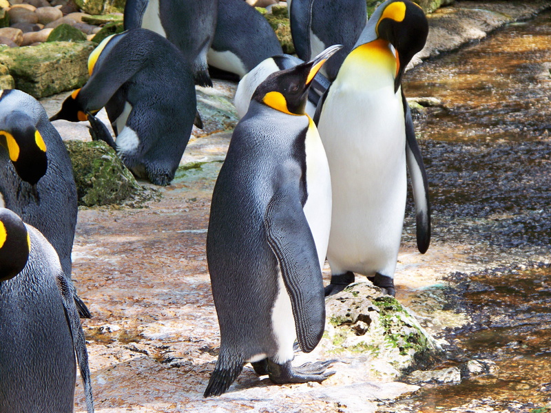 no people, south Pole, land, Aptenodytes Patagonicus, pebble, solid, aquatic, three animals, king, day, detail, animal themes, togetherness, animals And Pets