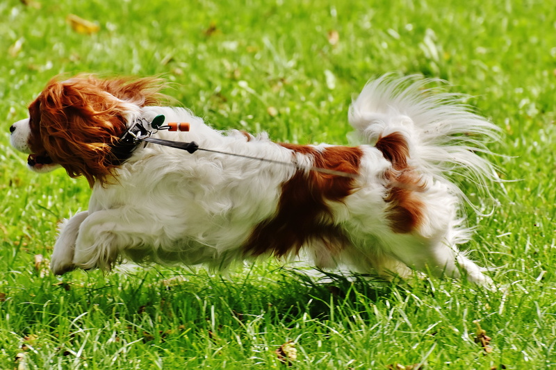 field, grass, pets, canine, green color, outdoors, fur, one animal, domestic animals, lap dog, cute, 5K, funny, dog, mammal, pet, white, brown, nature