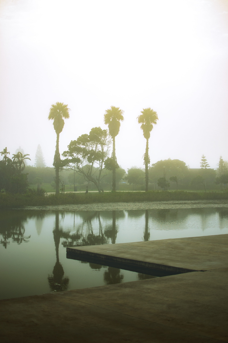 pond, morning fog, non-urban scene, lake, morning mist, port elizabeth, nature, beauty in nature, south africa, weather, woodland, 4K, coconut, no people