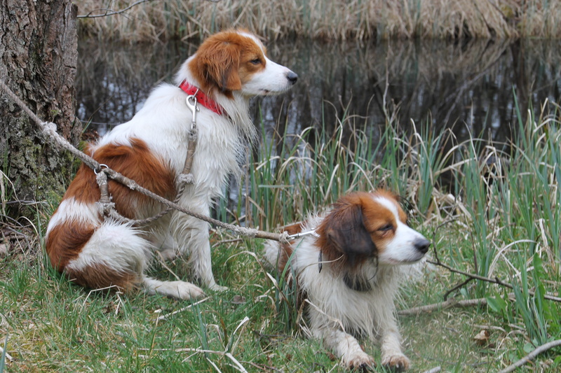 pets, no people, animal themes, vertebrate, one animal, day, field, nature, animal, dogs, land, domestic animals, grass, 4K, animals, cavalier king charles spaniel