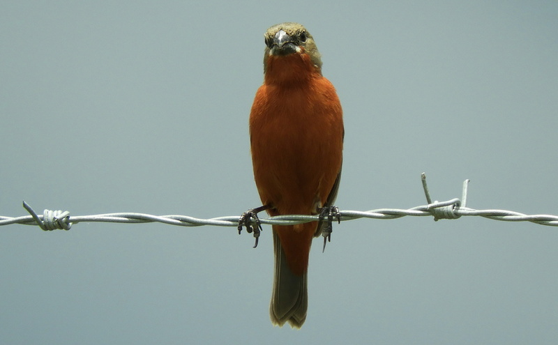 metal, nature, one animal, day, safety, vertebrate, barrier, boundary, animal themes, bird, protection, ave, animals in the wild, colombia, security, no people