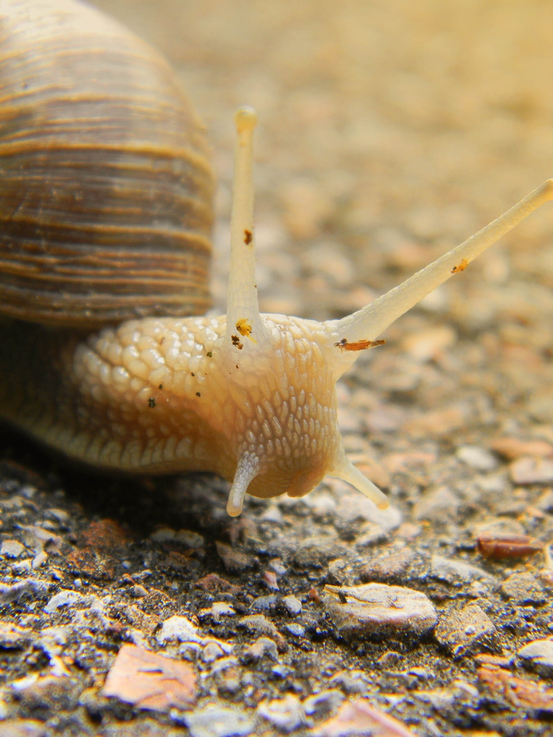 snail plague, spiral, slowly, animal antenna, animals, close-up, marine, animals in the wild, crawling, quantitative, macro, many, 2K, snail shell, outdoors