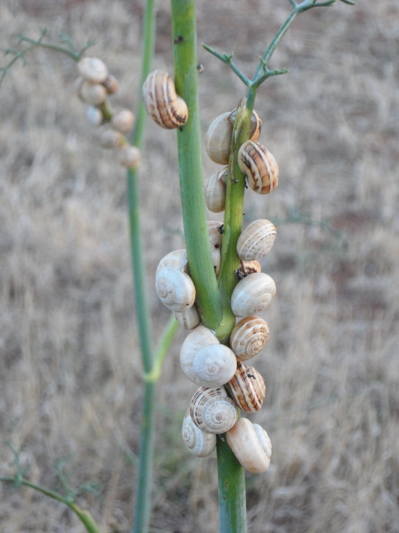 day, plant stem, shell, selective focus, field, snails, close-up, nature, bud, growth, focus on foreground, food, beauty in nature, land, freshness, 4K