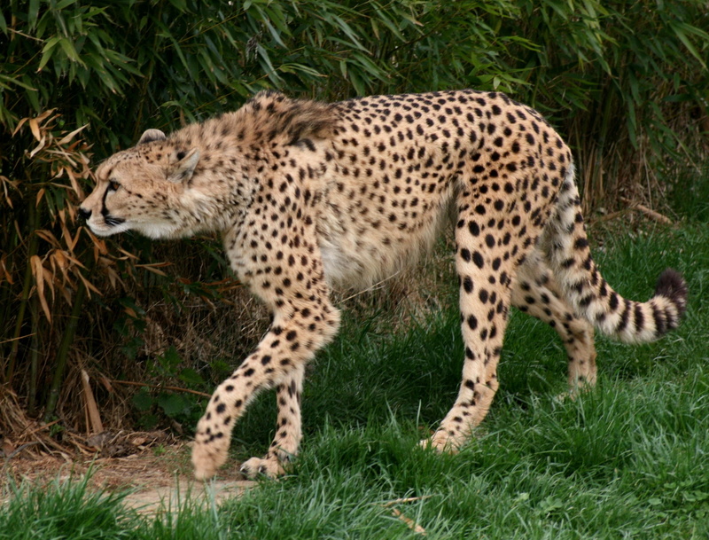 carnivore, safari Animals, spotted, african Cheetah, zoo, the oldest zoo in the world, acinonyx jubatus, cheetah, animal, no people, outdoors, one animal