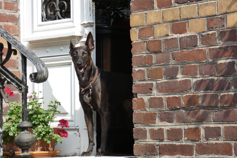 4K, architecture, watch, domestic, wall - building feature, animal, day, wall, built structure, canine, young, animal themes, domestic animals, window