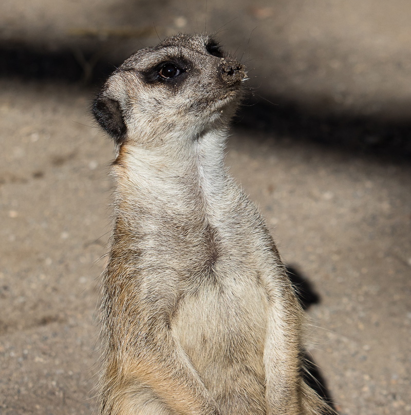outdoors, vertebrate, 2K, one animal, guard, looking away, animal world, nature, alertness, standing, focus on foreground, mammal, guarding, house animal farm with scattered mill
