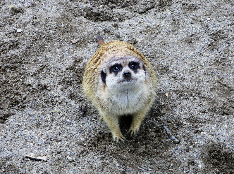 mammal, curious, looking at camera, outdoors, animals in the wild, standing, day, domestic animals, wildlife photography, meerkat, land, high angle view