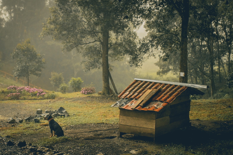 day, field, no people, bench, 4K, pets, mammal, plant, domestic, growth, one animal, animal, tree, mist, house, outdoors, vertebrate, guard, nature, land