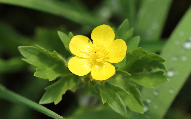 yellow, petal, flowers, buttercup, 2880x1800, creeping buttercup, 2K, flower, creeping