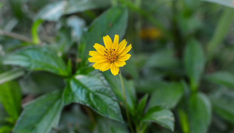 inflorescence, beautiful, colorful, plant part, beauty in nature, creeping, no people, beauty, green color, trilobata, caribbean, nature, 5K, fragility