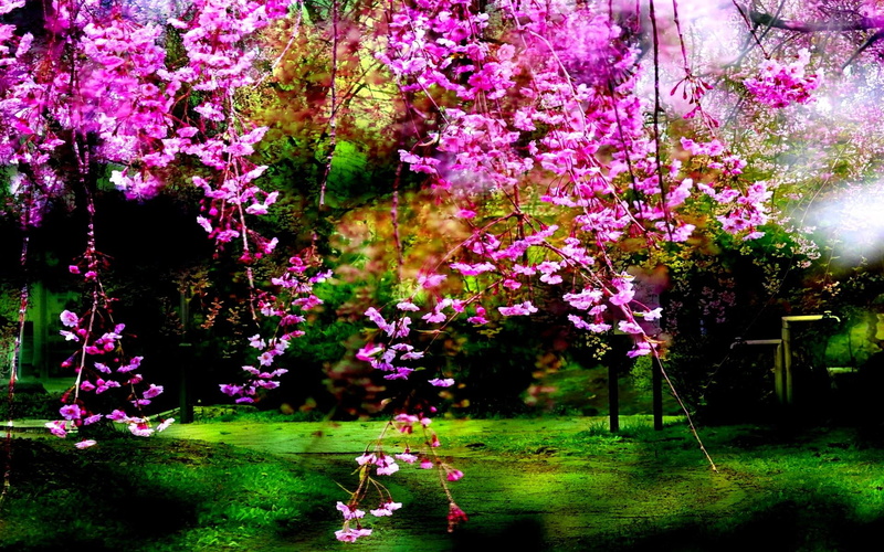 pink, 1080P, nature and landscapes, creeps, nature, pinkies, plants