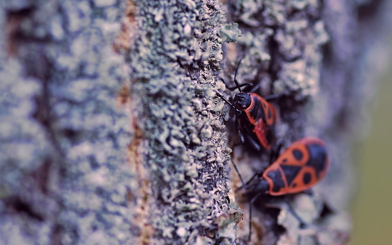plant, animal Antenna, tree trunk, insect, wildlife, trunk, animals In The Wild, invertebrate, bark, wood, group of animals, nature, insects, macro, day