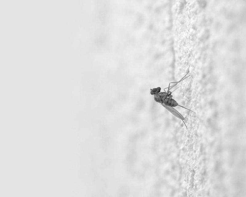 creep, insect, 720P, house, animal wildlife, animal wing, plant, copy space, outdoors, surface, animal body part, light, close-up, animal, no people, day