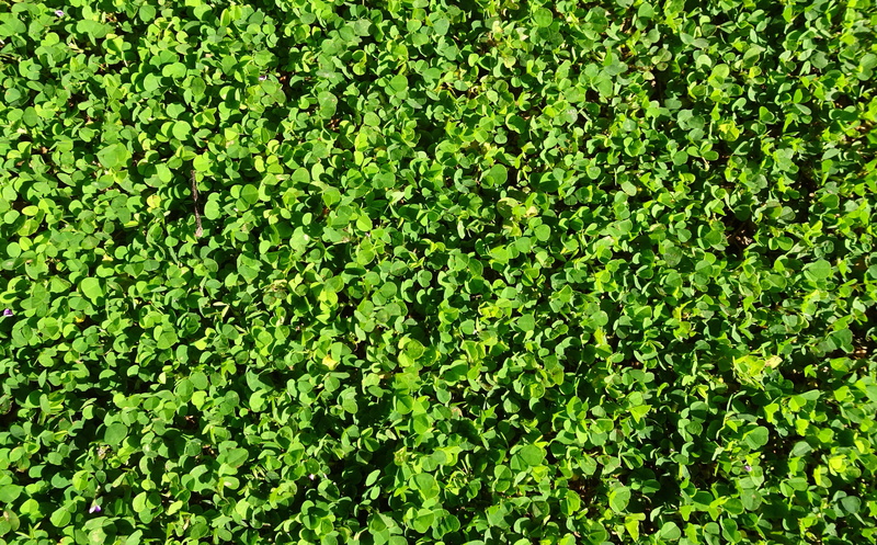 sunlight, plant part, flower, leaves, india, amrulshak, day, nature, oxalis repens, abundance, backgrounds, clover, creeping oxalis, beauty in nature, green color