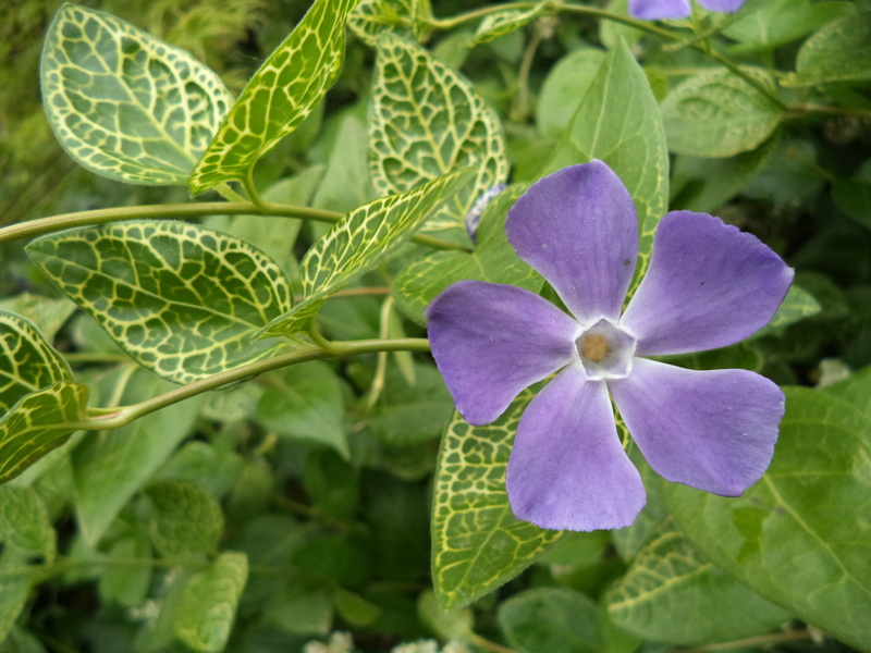 growth, nature, purple, flowering plant, evergreen, outdoors, fragility, soft focus, beauty in nature, periwinkle, plant part, flower, bloom, no people
