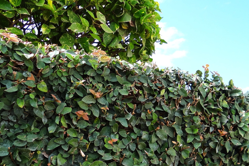 creeping fig, climber, beauty in nature, tree, sky, creeper plant, ficus pumila, lush foliage, plant part, plant, outdoors, 2K, foliage, vine, no people