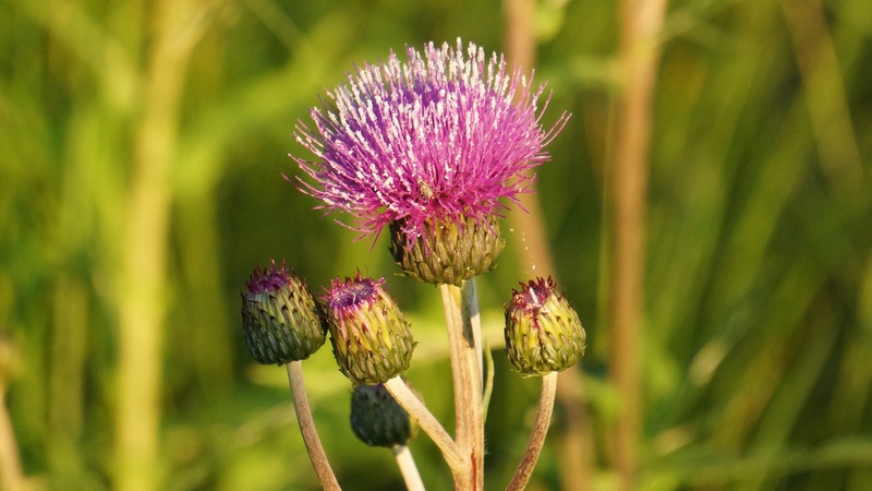pollination, growth, no people, wildflowers, creeping thistle, flower, asteraceae, nature, close-up, fragility, freshness, plant, day, purple, 4K, cirsium arvense