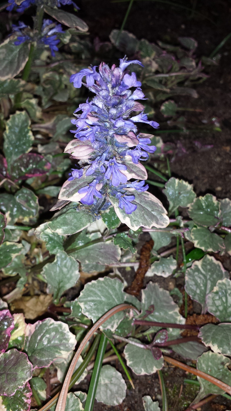 Plant, flower head, bunch of flowers, close-up, springtime, summer, plant part, flower, Creeping, flowering plant, nature, growth, outdoors, blossom, leaf