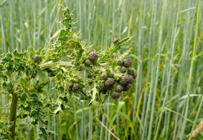 wayside, arable weed, green color, creeping thistle, plant part, day, grass, food, be incites, 2K, no people, growth, animal wildlife, nature, landscape