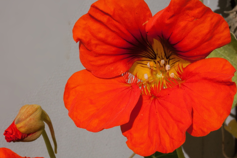 stamen, no people, bud, creeping, flower, nasturtium family, bloom, blossom, freshness, climbing, brassicales, krautig, petal, red, inflorescence, 4K
