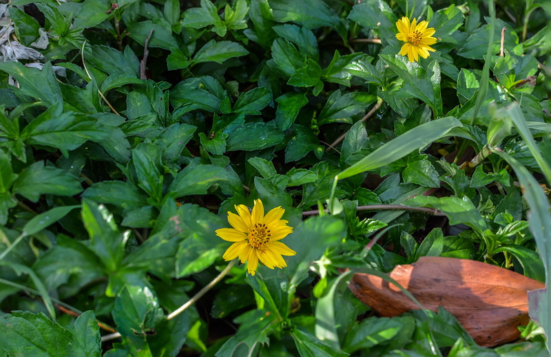 thailand, yellow, leaf, colorful, plant, no people, day, green color, beauty in nature, color, gardening, natural, petal, fragility, beautiful, background