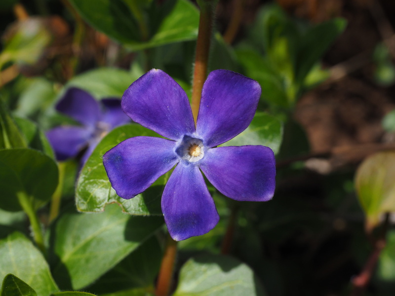 semi shrub, focus on foreground, petal, carpels, toxic, petals, flower head, bloom, chamaephyt, ground cover, blossom, growth, small periwinkle, leaf, corolla