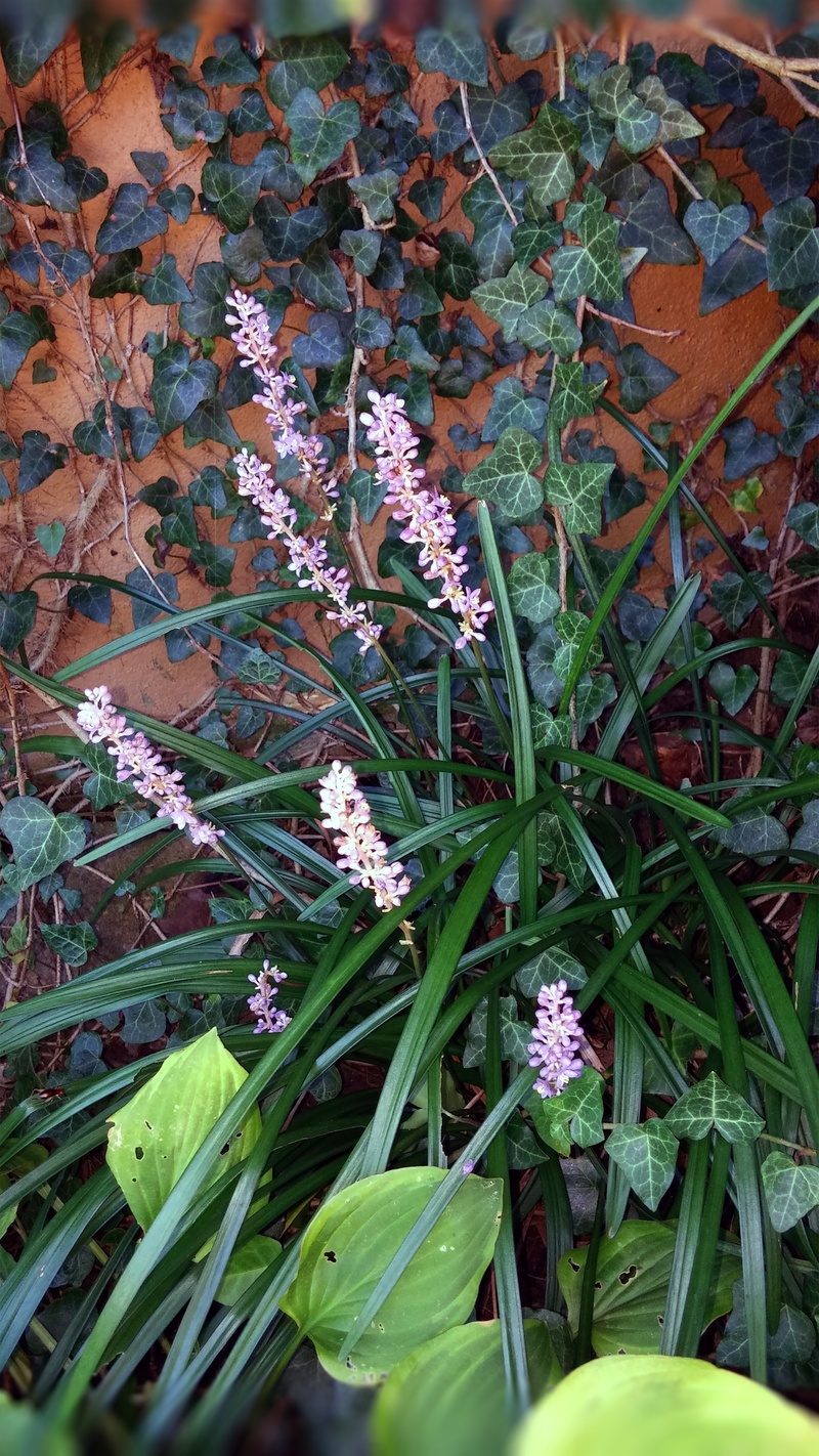 flowering plant, foliage, horticultural, flower garden, decorative, botanical, no people, liriope, purple, 2K, gardener, environment, ground cover, garden