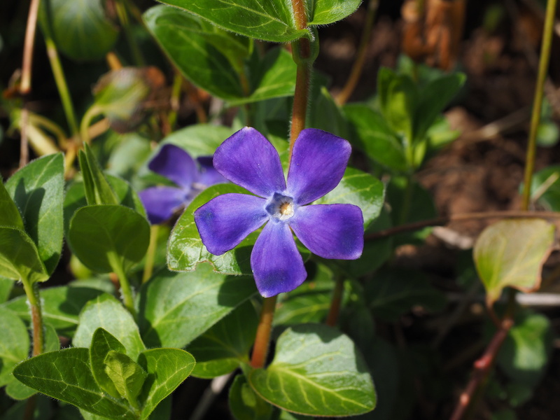 plant, small periwinkle, ground cover, petal, focus on foreground, cone flower, flower head, bloom, vulnerability, 4K, carpels, semi shrub, blossom, petals