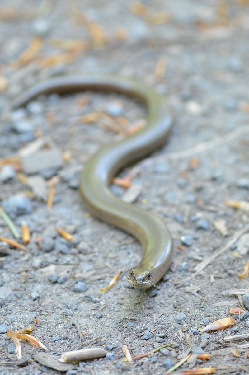 outdoors, animal themes, animals in the wild, crawl, snake, worm, slow worm, field, animal, reptile, focus on foreground, high angle view, nature, anguis fragilis