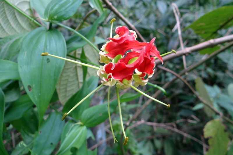 wild flower, day, karnataka, yellapur, 4K, inflorescence, nature, beauty in nature, leaf, flame lily, fire lily, flowering plant, Lily, Glory Lily, gloriosa lily