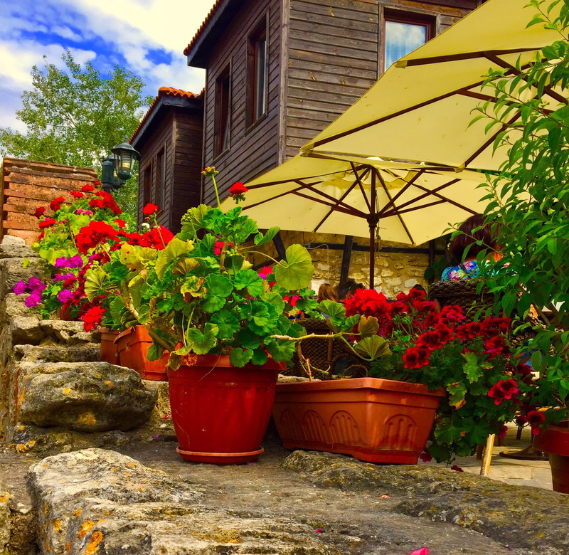no people, plant, residential district, flower, bulgaria, potted plant, outdoors, flowering plant, flower pot, gardening, nature, growth, yellow, flowers