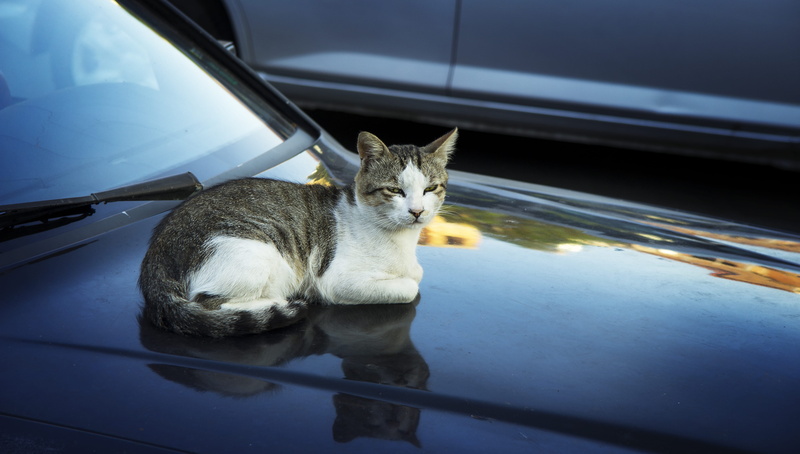 cat, mode of transportation, one animal, motor vehicle, 5K, domestic cat, relaxation, reflection, domestic animals, cat on the car, vertebrate, land vehicle