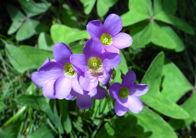 oxalidaceae, flower, creeping wood sorrel, creeping oxalis, amrul, close-up, fragility, leaf, growth, no people, day, dharwad, botany, vulnerability, plant part