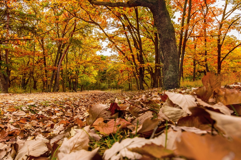 tree, land, trunk, korea, leaves, all these years, natural condition, tree trunk, trees, dry, outdoors, tranquility, autumn leaves, woodland, fall, plant part