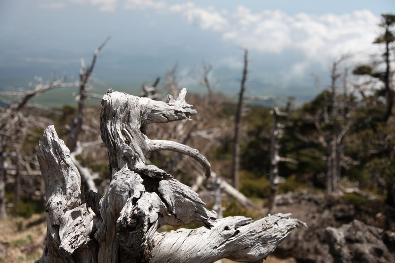 tree, climbing, tranquil scene, jeju island, outdoors, high items, driftwood, dead plant, Halla, Mountain, mountain, halla, land, plant, the mountain top