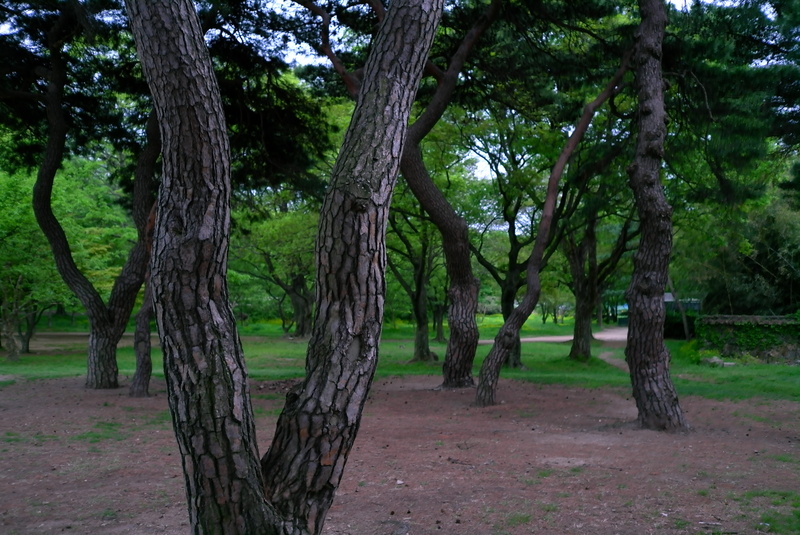 environment, land, samreung, stem, pine tree, the leaves, racing, republic of korea, field, tranquility, wood, tree, mountain, park, beauty in nature, scenery