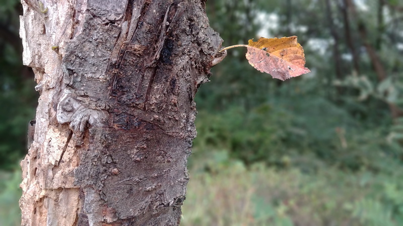 outdoors, chilly, focus on foreground, 4K, land, dry leaf, tree, leaves, tree trunk, mushroom, trunk, no people, close-up, autumn, korea, natural condition