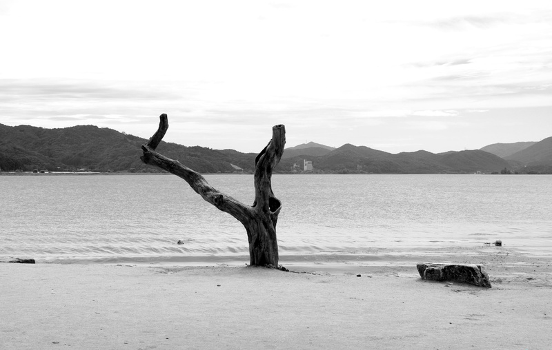 scenics - nature, dead plant, day, beauty in nature, no people, water, and thu, land, mountain, outdoors, 4K, landscape, wood, tranquility, by the river