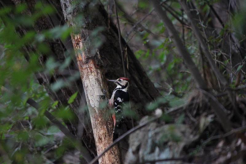 day, outdoors, branch, wood, no people, animal, rainforest, land, bird, forest, vertebrate, animal themes, new, and thu, plant, selective focus, animals in the wild