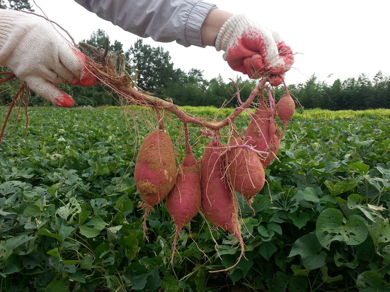one person, food, agriculture, Harvest, person, ripe, growth, plant, Garden Plot, picking, Sweet Potato, real people, food and drink, human body part, potatoes