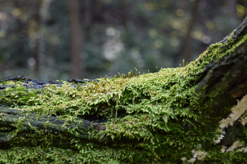 focus on foreground, wood, trunk, forest, tree trunk, tree, bark, green color, 5K, lichen, land, green, moss, close-up, trees, day, growth, covering, plant