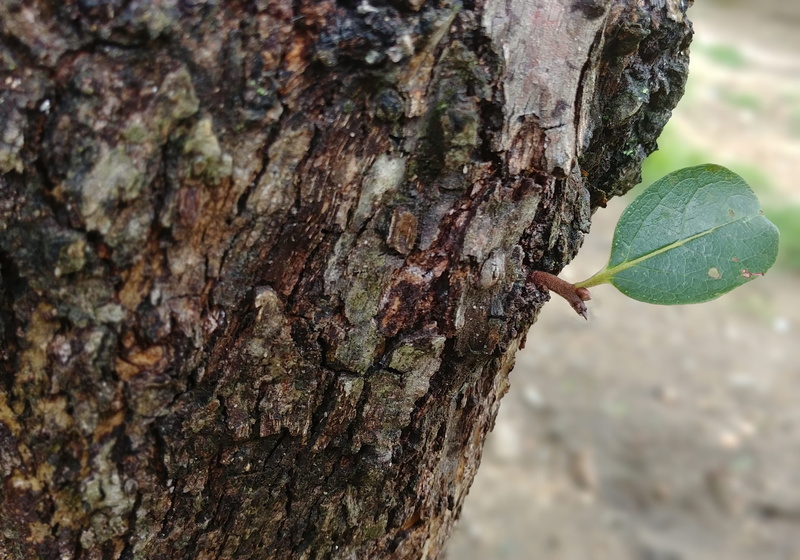 wood, persimmon, close-up, focus on foreground, old, animals in the wild, trunk, day, animal themes, animal wildlife, wipes, textured, nature, plant bark