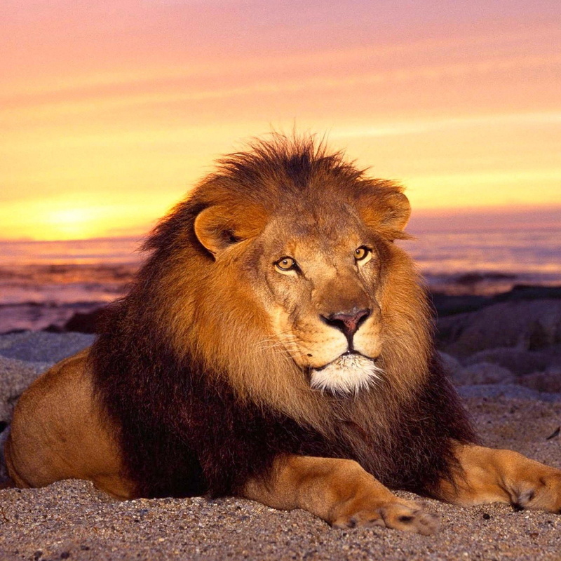 animal, animal wildlife, cat, nature, feline, animals in the wild, sunset, one animal, big cat, portrait, land, lion - feline, 1080P, Mamifero, mammal