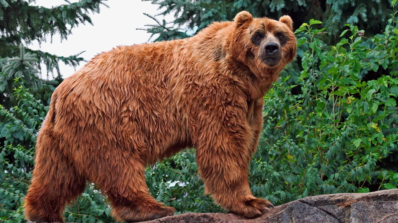 growth, green color, standing, Mamifero, animal themes, one animal, animal wildlife, Oso, bear, vertebrate, day, plant, nature, outdoors, animal, land