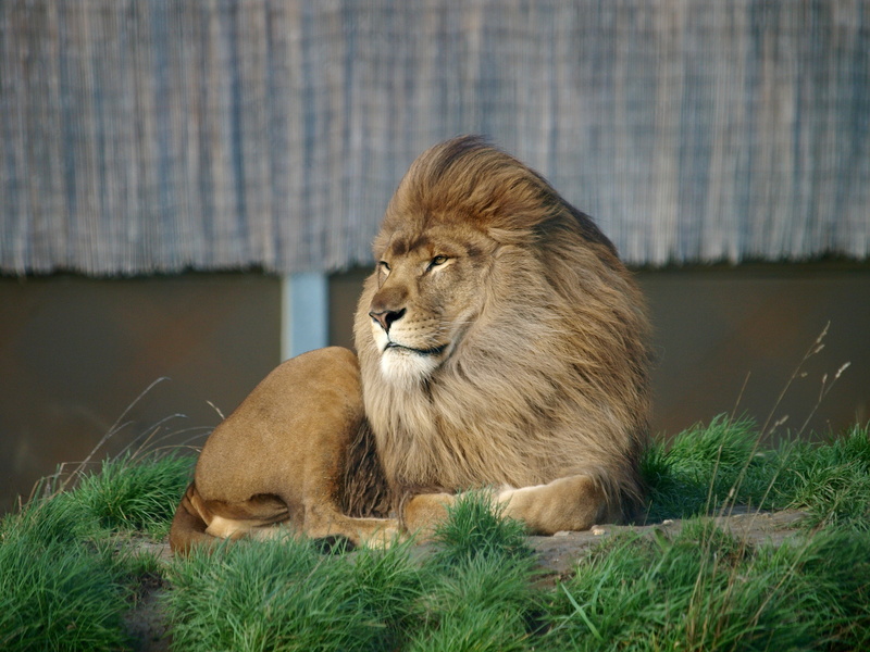 Leon, Animales, 2K, Carnivoro, Mamifero