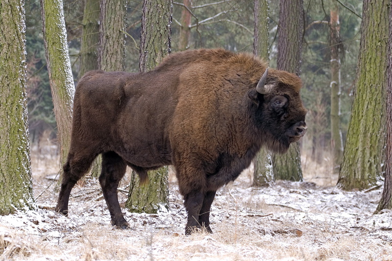 tree, 2K, bisonte, standing, no people, Europeo, animal wildlife, day, american bison, vertebrate, Mamifero, herbivorous, forest, side view, nature, outdoors