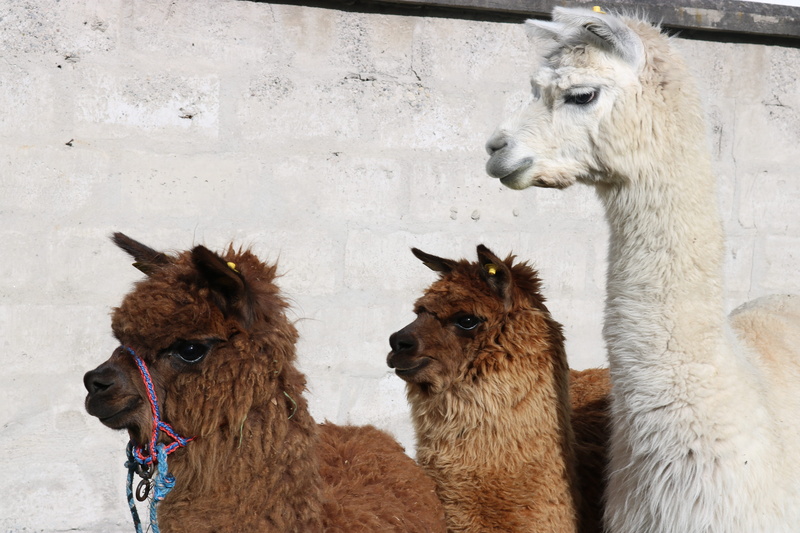 5K, alpaca, domestic animals, working animal, animal themes, wall - building feature, pets, mamifero, animal family, mammal, animal wildlife, no people